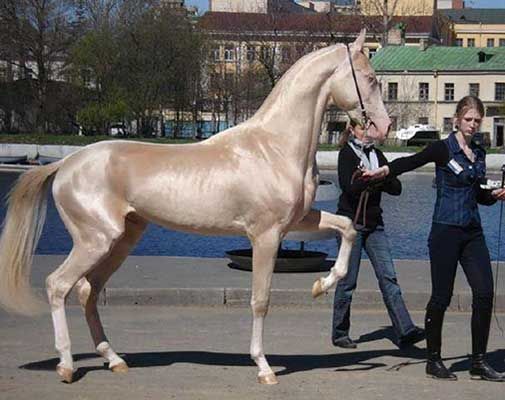 Unreal Horses